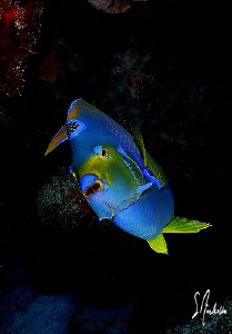 Oh yes the Queen of the Caribbean, this image was taken d... by Steven Anderson 